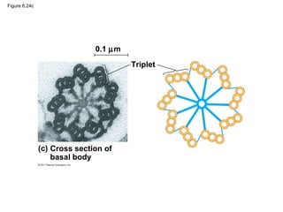 Figure 6.24c




                              0.1 µm
                                       Triplet




               (c) Cross section of
                   basal body
 