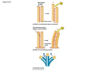Figure 6.25            Microtubule
                                                           ATP
                       doublets




                                  Dynein protein

              (a) Effect of unrestrained dynein movement

              Cross-linking proteins
                                                            ATP
              between outer doublets




                                     Anchorage
                                     in cell



              (b) Effect of cross-linking proteins


                                 1            3
                                     2




              (c) Wavelike motion
 