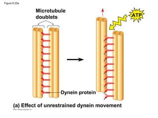 Figure 6.25a


               Microtubule
               doublets                             ATP




                         Dynein protein

       (a) Effect of unrestrained dynein movement
 