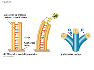Figure 6.25b




 Cross-linking proteins
                                        ATP
 between outer doublets




                                                     1              3
                                                         2



                      Anchorage
                      in cell


 (b) Effect of cross-linking proteins         (c) Wavelike motion
 