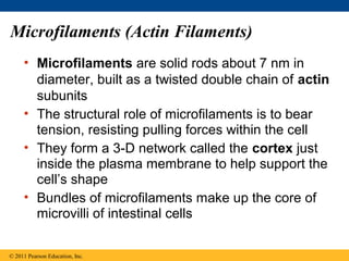 Microfilaments (Actin Filaments)
     • Microfilaments are solid rods about 7 nm in
       diameter, built as a twisted double chain of actin
       subunits
     • The structural role of microfilaments is to bear
       tension, resisting pulling forces within the cell
     • They form a 3-D network called the cortex just
       inside the plasma membrane to help support the
       cell’s shape
     • Bundles of microfilaments make up the core of
       microvilli of intestinal cells

© 2011 Pearson Education, Inc.
 