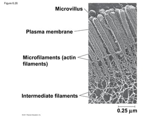 Figure 6.26

                           Microvillus



               Plasma membrane



              Microfilaments (actin
              filaments)




              Intermediate filaments

                                         0.25 µm
 