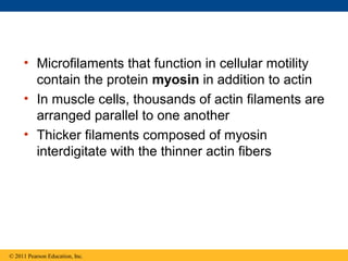 • Microfilaments that function in cellular motility
       contain the protein myosin in addition to actin
     • In muscle cells, thousands of actin filaments are
       arranged parallel to one another
     • Thicker filaments composed of myosin
       interdigitate with the thinner actin fibers




© 2011 Pearson Education, Inc.
 