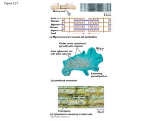 Figure 6.27

                 Muscle cell
                                                                  0.5 µm
               Actin
               filament
                Myosin
              filament
               Myosin
               head
              (a) Myosin motors in muscle cell contraction

                          Cortex (outer cytoplasm):
                          gel with actin network
                                                         100 µm
               Inner cytoplasm: sol
               with actin subunits




                                                      Extending
                                                      pseudopodium
              (b) Amoeboid movement




                      Chloroplast                            30 µm
              (c) Cytoplasmic streaming in plant cells
 