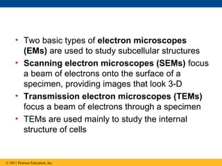 • Two basic types of electron microscopes
       (EMs) are used to study subcellular structures
     • Scanning electron microscopes (SEMs) focus
       a beam of electrons onto the surface of a
       specimen, providing images that look 3-D
     • Transmission electron microscopes (TEMs)
       focus a beam of electrons through a specimen
     • TEMs are used mainly to study the internal
       structure of cells


© 2011 Pearson Education, Inc.
 