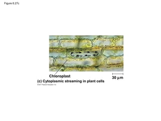 Figure 6.27c




                      Chloroplast                         30 µm
               (c) Cytoplasmic streaming in plant cells
 