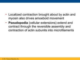 • Localized contraction brought about by actin and
       myosin also drives amoeboid movement
     • Pseudopodia (cellular extensions) extend and
       contract through the reversible assembly and
       contraction of actin subunits into microfilaments




© 2011 Pearson Education, Inc.
 
