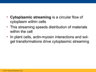 • Cytoplasmic streaming is a circular flow of
       cytoplasm within cells
     • This streaming speeds distribution of materials
       within the cell
     • In plant cells, actin-myosin interactions and sol-
       gel transformations drive cytoplasmic streaming




© 2011 Pearson Education, Inc.
 