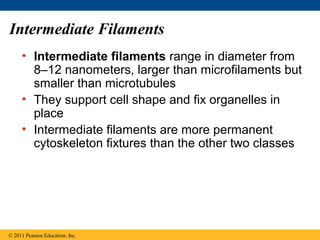 Intermediate Filaments
     • Intermediate filaments range in diameter from
       8–12 nanometers, larger than microfilaments but
       smaller than microtubules
     • They support cell shape and fix organelles in
       place
     • Intermediate filaments are more permanent
       cytoskeleton fixtures than the other two classes




© 2011 Pearson Education, Inc.
 
