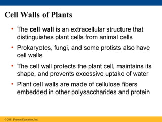 Cell Walls of Plants
     • The cell wall is an extracellular structure that
       distinguishes plant cells from animal cells
     • Prokaryotes, fungi, and some protists also have
       cell walls
     • The cell wall protects the plant cell, maintains its
       shape, and prevents excessive uptake of water
     • Plant cell walls are made of cellulose fibers
       embedded in other polysaccharides and protein



© 2011 Pearson Education, Inc.
 