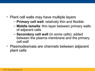 • Plant cell walls may have multiple layers
                – Primary cell wall: relatively thin and flexible
                – Middle lamella: thin layer between primary walls
                  of adjacent cells
                – Secondary cell wall (in some cells): added
                  between the plasma membrane and the primary
                  cell wall
     • Plasmodesmata are channels between adjacent
       plant cells




© 2011 Pearson Education, Inc.
 