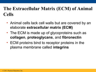The Extracellular Matrix (ECM) of Animal
 Cells
     • Animal cells lack cell walls but are covered by an
       elaborate extracellular matrix (ECM)
     • The ECM is made up of glycoproteins such as
       collagen, proteoglycans, and fibronectin
     • ECM proteins bind to receptor proteins in the
       plasma membrane called integrins




© 2011 Pearson Education, Inc.
 