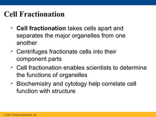 Cell Fractionation
     • Cell fractionation takes cells apart and
       separates the major organelles from one
       another
     • Centrifuges fractionate cells into their
       component parts
     • Cell fractionation enables scientists to determine
       the functions of organelles
     • Biochemistry and cytology help correlate cell
       function with structure


© 2011 Pearson Education, Inc.
 