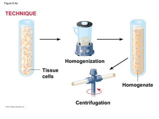 Figure 6.4a



TECHNIQUE




                       Homogenization
              Tissue
              cells
                                           Homogenate


                          Centrifugation
 