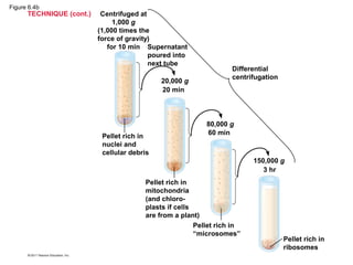 Figure 6.4b
      TECHNIQUE (cont.)    Centrifuged at
                               1,000 g
                          (1,000 times the
                          force of gravity)
                             for 10 min Supernatant
                                          poured into
                                          next tube
                                                                   Differential
                                                                   centrifugation
                                             20,000 g
                                             20 min




                                                           80,000 g
                                                           60 min
                           Pellet rich in
                           nuclei and
                           cellular debris
                                                                         150,000 g
                                                                            3 hr
                                        Pellet rich in
                                        mitochondria
                                        (and chloro-
                                        plasts if cells
                                        are from a plant)
                                                        Pellet rich in
                                                        “microsomes”
                                                                                    Pellet rich in
                                                                                    ribosomes
 