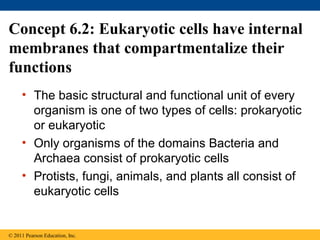 Concept 6.2: Eukaryotic cells have internal
membranes that compartmentalize their
functions
     • The basic structural and functional unit of every
       organism is one of two types of cells: prokaryotic
       or eukaryotic
     • Only organisms of the domains Bacteria and
       Archaea consist of prokaryotic cells
     • Protists, fungi, animals, and plants all consist of
       eukaryotic cells


© 2011 Pearson Education, Inc.
 
