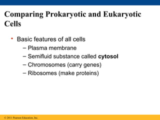 Comparing Prokaryotic and Eukaryotic
Cells
     • Basic features of all cells
                –   Plasma membrane
                –   Semifluid substance called cytosol
                –   Chromosomes (carry genes)
                –   Ribosomes (make proteins)




© 2011 Pearson Education, Inc.
 
