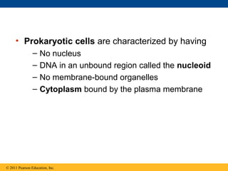 • Prokaryotic cells are characterized by having
                –   No nucleus
                –   DNA in an unbound region called the nucleoid
                –   No membrane-bound organelles
                –   Cytoplasm bound by the plasma membrane




© 2011 Pearson Education, Inc.
 