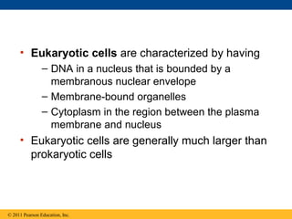 • Eukaryotic cells are characterized by having
                – DNA in a nucleus that is bounded by a
                  membranous nuclear envelope
                – Membrane-bound organelles
                – Cytoplasm in the region between the plasma
                  membrane and nucleus
     • Eukaryotic cells are generally much larger than
       prokaryotic cells




© 2011 Pearson Education, Inc.
 