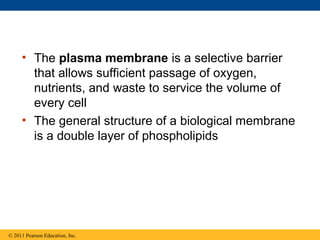 • The plasma membrane is a selective barrier
       that allows sufficient passage of oxygen,
       nutrients, and waste to service the volume of
       every cell
     • The general structure of a biological membrane
       is a double layer of phospholipids




© 2011 Pearson Education, Inc.
 