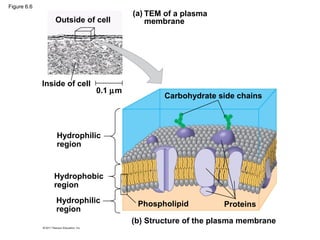 Figure 6.6
                                       (a) TEM of a plasma
                Outside of cell            membrane




             Inside of cell
                              0.1 µm
                                               Carbohydrate side chains



                 Hydrophilic
                 region



                Hydrophobic
                region
                 Hydrophilic            Phospholipid          Proteins
                 region
                                       (b) Structure of the plasma membrane
 