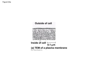 Figure 6.6a




                 Outside of cell




              Inside of cell
                            0.1 µm
              (a) TEM of a plasma membrane
 