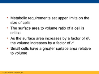 • Metabolic requirements set upper limits on the
       size of cells
     • The surface area to volume ratio of a cell is
       critical
     • As the surface area increases by a factor of n2,
       the volume increases by a factor of n3
     • Small cells have a greater surface area relative
       to volume



© 2011 Pearson Education, Inc.
 