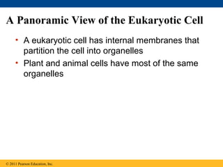 A Panoramic View of the Eukaryotic Cell
     • A eukaryotic cell has internal membranes that
       partition the cell into organelles
     • Plant and animal cells have most of the same
       organelles




© 2011 Pearson Education, Inc.
 