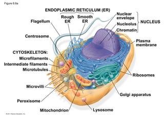 Figure 6.8a

                           ENDOPLASMIC RETICULUM (ER)
                                                           Nuclear
                                 Rough Smooth              envelope
                Flagellum         ER     ER                          NUCLEUS
                                                           Nucleolus
                                                           Chromatin
              Centrosome
                                                                   Plasma
                                                                   membrane
     CYTOSKELETON:
       Microfilaments
Intermediate filaments
         Microtubules
                                                                  Ribosomes

              Microvilli
                                                            Golgi apparatus
          Peroxisome

                     Mitochondrion              Lysosome
 