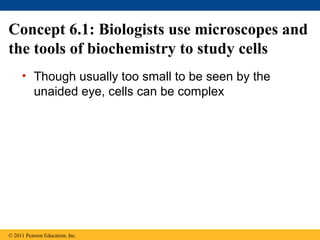 Concept 6.1: Biologists use microscopes and
the tools of biochemistry to study cells
     • Though usually too small to be seen by the
       unaided eye, cells can be complex




© 2011 Pearson Education, Inc.
 