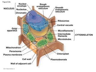 Figure 6.8c
                     Nuclear             Rough
                    envelope          endoplasmic
 NUCLEUS                               reticulum       Smooth
                   Nucleolus                           endoplasmic
                                                       reticulum
                   Chromatin


                                                         Ribosomes

                                                         Central vacuole
          Golgi
      apparatus                                          Microfilaments
                                                         Intermediate      CYTOSKELETON
                                                         filaments
                                                         Microtubules


    Mitochondrion
         Peroxisome
 Plasma membrane                                         Chloroplast

                          Cell wall                 Plasmodesmata
              Wall of adjacent cell
 