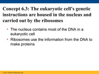 Concept 6.3: The eukaryotic cell’s genetic
instructions are housed in the nucleus and
carried out by the ribosomes
     • The nucleus contains most of the DNA in a
       eukaryotic cell
     • Ribosomes use the information from the DNA to
       make proteins




© 2011 Pearson Education, Inc.
 