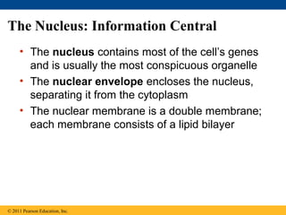 The Nucleus: Information Central
     • The nucleus contains most of the cell’s genes
       and is usually the most conspicuous organelle
     • The nuclear envelope encloses the nucleus,
       separating it from the cytoplasm
     • The nuclear membrane is a double membrane;
       each membrane consists of a lipid bilayer




© 2011 Pearson Education, Inc.
 