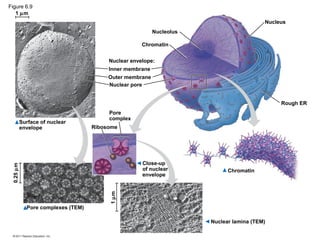 Figure 6.9
   1 µm
                                                                                         Nucleus
                                                          Nucleolus

                                                     Chromatin


                                         Nuclear envelope:
                                         Inner membrane
                                         Outer membrane
                                         Nuclear pore


                                                                                              Rough ER
                                         Pore
                                         complex
           Surface of nuclear
           envelope                 Ribosome




                                                     Close-up
 0.25 µm




                                                     of nuclear             Chromatin
                                                     envelope
                                         1 µm




             Pore complexes (TEM)

                                                                      Nuclear lamina (TEM)
 