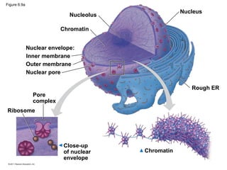 Figure 6.9a
                                                     Nucleus
                             Nucleolus

                          Chromatin


              Nuclear envelope:
              Inner membrane
              Outer membrane
              Nuclear pore

                                                        Rough ER
                Pore
                complex
Ribosome




                           Close-up
                           of nuclear    Chromatin
                           envelope
 