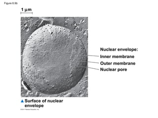Figure 6.9b

              1 µm




                                    Nuclear envelope:
                                    Inner membrane
                                    Outer membrane
                                    Nuclear pore




               Surface of nuclear
               envelope
 