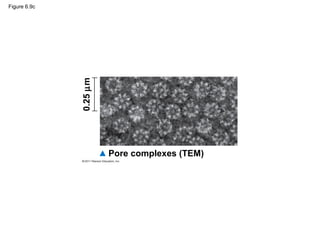 Figure 6.9c




              0.25 µm




                        Pore complexes (TEM)
 