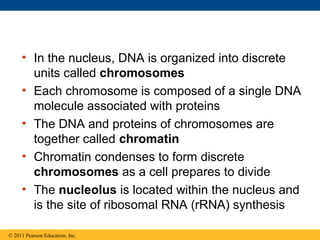 • In the nucleus, DNA is organized into discrete
       units called chromosomes
     • Each chromosome is composed of a single DNA
       molecule associated with proteins
     • The DNA and proteins of chromosomes are
       together called chromatin
     • Chromatin condenses to form discrete
       chromosomes as a cell prepares to divide
     • The nucleolus is located within the nucleus and
       is the site of ribosomal RNA (rRNA) synthesis

© 2011 Pearson Education, Inc.
 
