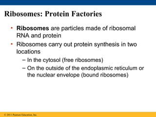 Ribosomes: Protein Factories
     • Ribosomes are particles made of ribosomal
       RNA and protein
     • Ribosomes carry out protein synthesis in two
       locations
                – In the cytosol (free ribosomes)
                – On the outside of the endoplasmic reticulum or
                  the nuclear envelope (bound ribosomes)




© 2011 Pearson Education, Inc.
 