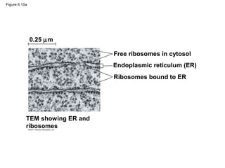 Figure 6.10a




               0.25 µm

                                Free ribosomes in cytosol
                                Endoplasmic reticulum (ER)
                                Ribosomes bound to ER




           TEM showing ER and
           ribosomes
 