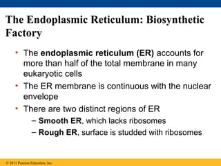 The Endoplasmic Reticulum: Biosynthetic
Factory
     • The endoplasmic reticulum (ER) accounts for
       more than half of the total membrane in many
       eukaryotic cells
     • The ER membrane is continuous with the nuclear
       envelope
     • There are two distinct regions of ER
                – Smooth ER, which lacks ribosomes
                – Rough ER, surface is studded with ribosomes


© 2011 Pearson Education, Inc.
 