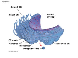 Figure 6.11a



                Smooth ER



           Rough ER                               Nuclear
                                                  envelope




          ER lumen
               Cisternae                                 Transitional ER
                           Ribosomes
                              Transport vesicle
 