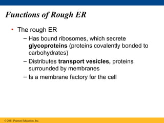 Functions of Rough ER
     • The rough ER
                – Has bound ribosomes, which secrete
                  glycoproteins (proteins covalently bonded to
                  carbohydrates)
                – Distributes transport vesicles, proteins
                  surrounded by membranes
                – Is a membrane factory for the cell




© 2011 Pearson Education, Inc.
 