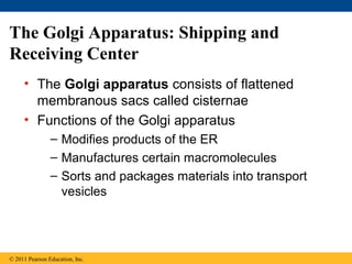 The Golgi Apparatus: Shipping and
Receiving Center
     • The Golgi apparatus consists of flattened
       membranous sacs called cisternae
     • Functions of the Golgi apparatus
                – Modifies products of the ER
                – Manufactures certain macromolecules
                – Sorts and packages materials into transport
                  vesicles




© 2011 Pearson Education, Inc.
 
