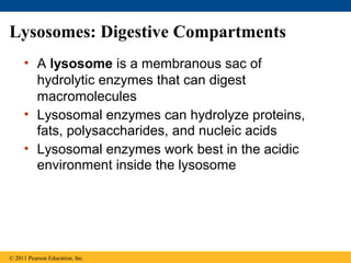 Lysosomes: Digestive Compartments
     • A lysosome is a membranous sac of
       hydrolytic enzymes that can digest
       macromolecules
     • Lysosomal enzymes can hydrolyze proteins,
       fats, polysaccharides, and nucleic acids
     • Lysosomal enzymes work best in the acidic
       environment inside the lysosome




© 2011 Pearson Education, Inc.
 