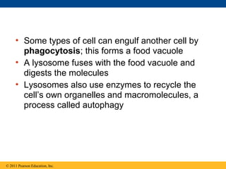 • Some types of cell can engulf another cell by
       phagocytosis; this forms a food vacuole
     • A lysosome fuses with the food vacuole and
       digests the molecules
     • Lysosomes also use enzymes to recycle the
       cell’s own organelles and macromolecules, a
       process called autophagy




© 2011 Pearson Education, Inc.
 