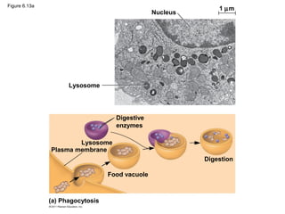 Figure 6.13a
                                                               1 µm
                                                 Nucleus




                     Lysosome




                                    Digestive
                                    enzymes

                       Lysosome
               Plasma membrane
                                                           Digestion

                                  Food vacuole



               (a) Phagocytosis
 
