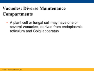 Vacuoles: Diverse Maintenance
Compartments
     • A plant cell or fungal cell may have one or
       several vacuoles, derived from endoplasmic
       reticulum and Golgi apparatus




© 2011 Pearson Education, Inc.
 