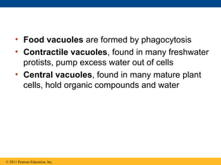 • Food vacuoles are formed by phagocytosis
     • Contractile vacuoles, found in many freshwater
       protists, pump excess water out of cells
     • Central vacuoles, found in many mature plant
       cells, hold organic compounds and water




© 2011 Pearson Education, Inc.
 