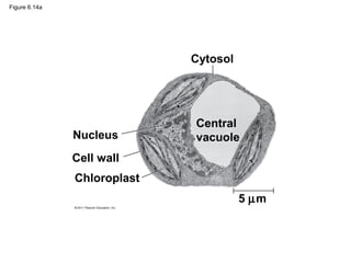 Figure 6.14a




                             Cytosol




                             Central
               Nucleus       vacuole
               Cell wall
               Chloroplast
                                       5 µm
 